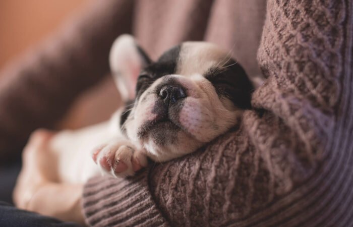 Puppies are the Best Study Buddies