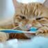 Why Your Pet Needs To See The Dentist