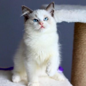 Dushess (BL) Ragdoll male kitten